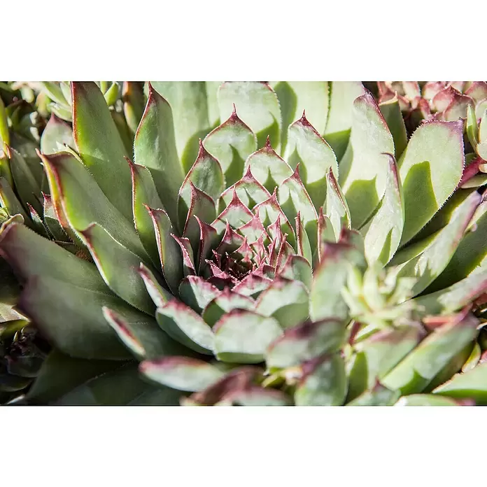 Piardino Suculentas - Succulenten, Tamaño de maceta: 8 cm - Primer plano