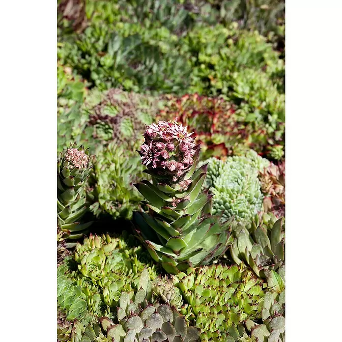 Piardino Suculentas - Succulenten, Tamaño de maceta: 8 cm - Primer plano