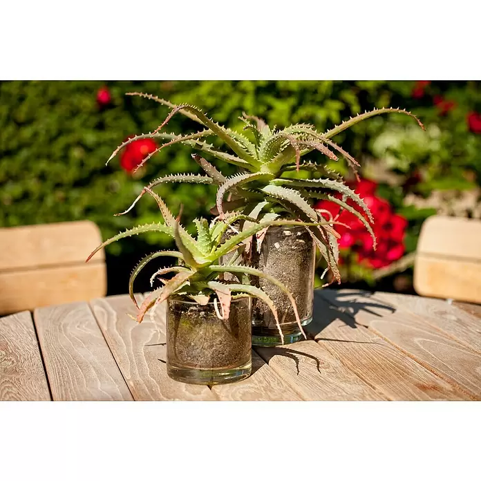 Piardino Suculentas - Succulenten, Tamaño de maceta: 8 cm - Primer plano