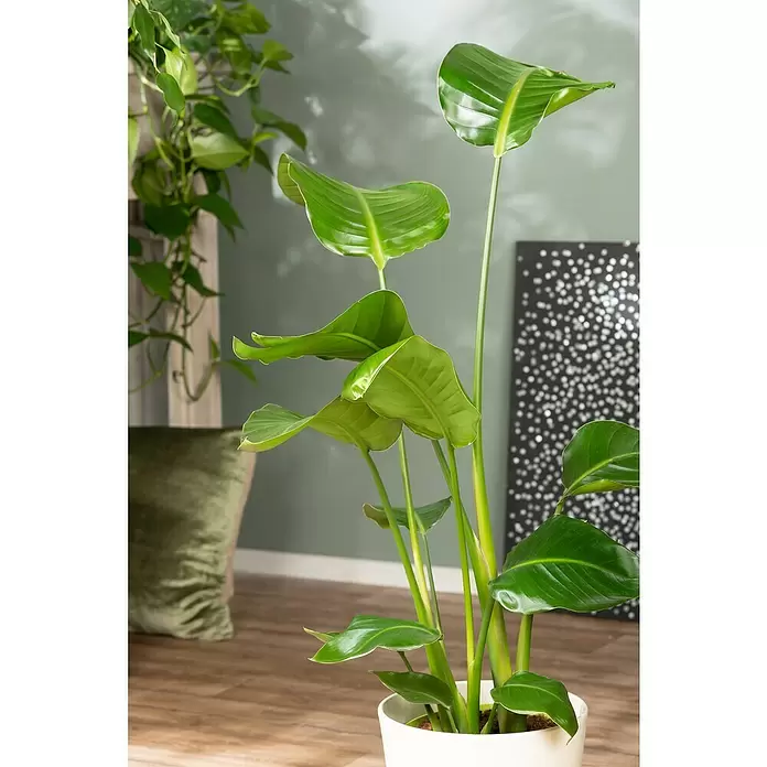 Piardino Baumstrelitzie - Strelitzia nicolai, Topfgröße: 35 cm - Stimmungsaufnahme