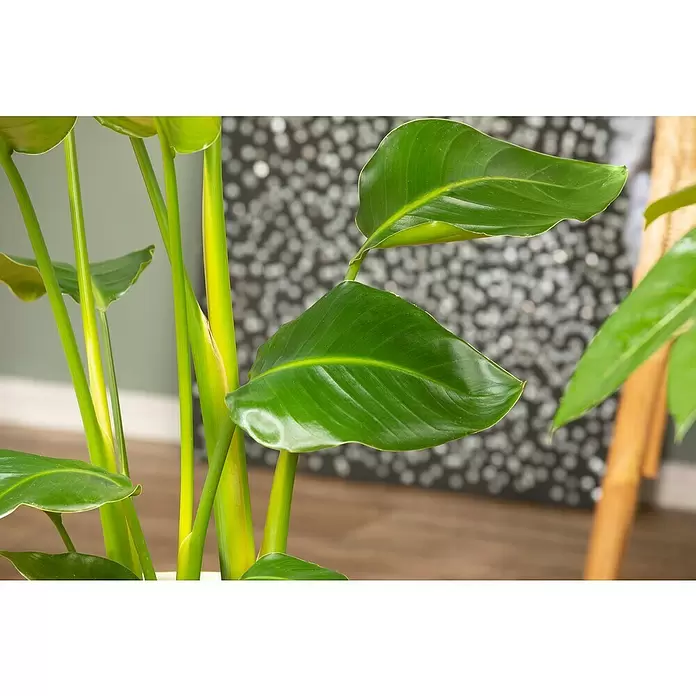 Piardino Baumstrelitzie - Strelitzia nicolai, Topfgröße: 35 cm - Detailaufnahme