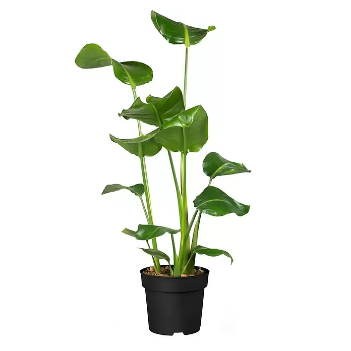 Piardino Baumstrelitzie - Strelitzia nicolai, Topfgröße: 35 cm - Vorderansicht