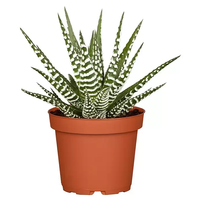 Piardino Sukkulenten - Haworthia fasciata 'Concolor', Topfgröße: 9 cm - Vorderansicht