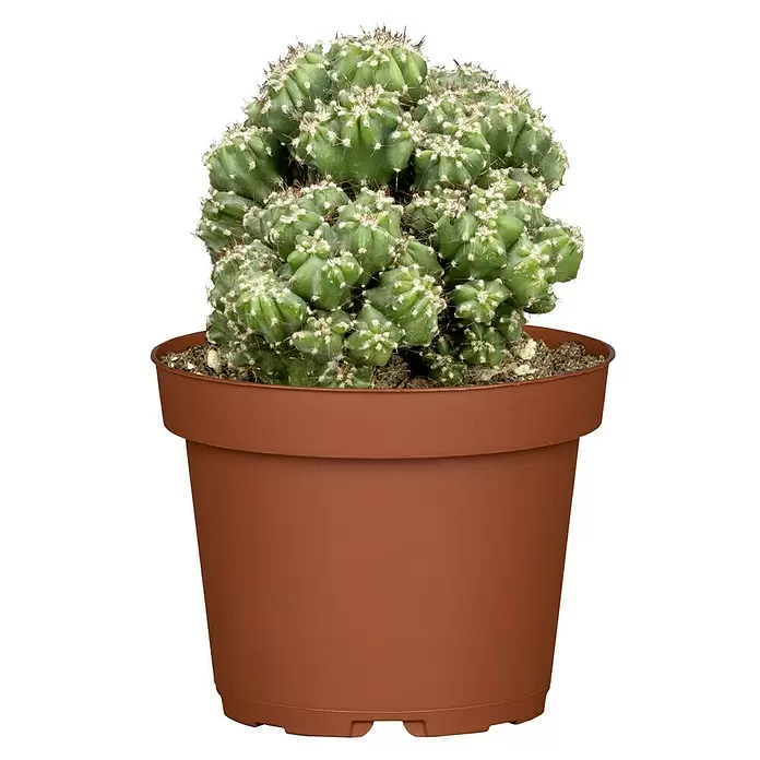 Piardino Kaktus - Cereus jamacaru monstruosus, Topfgröße: 9 cm - Vorderansicht