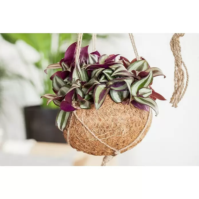 Piardino Zebrakraut - Tradescantia zebrina, Topfgröße: 15 cm, Grün-Weiß - Stimmungsaufnahme
