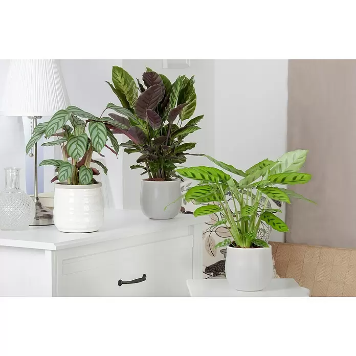 Piardino Korbmarante - Calathea in Sorten, Topfgröße: 12 cm - Stimmungsaufnahme