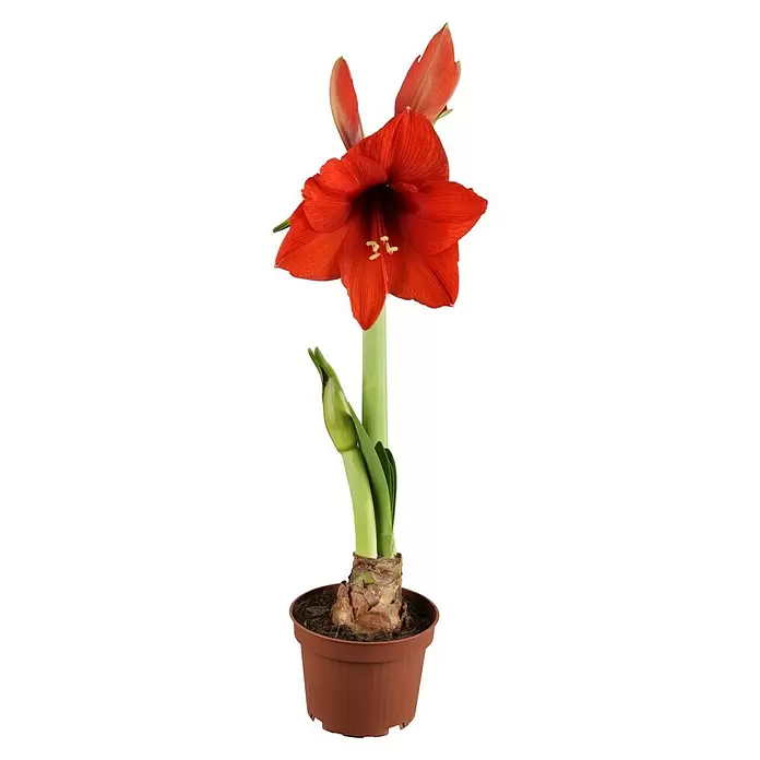 Piardino Amaryllis - Hippeastrum in Sorten, Topfgröße: 10 cm, Rosa/Rot/Weiß - Vorderansicht