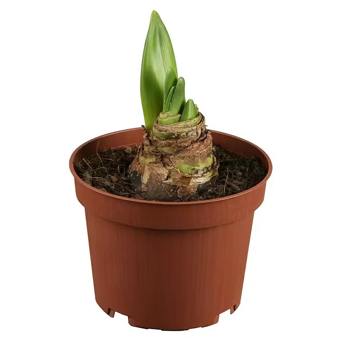 Piardino Amaryllis - Hippeastrum in Sorten, Topfgröße: 10 cm, Rosa/Rot/Weiß - Vorderansicht