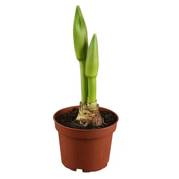 Piardino Lirio de Santa Paula - Hippeastrum, Tamaño de maceta: 12 cm, Rosa/Rojo/Blanco - Vista frontal