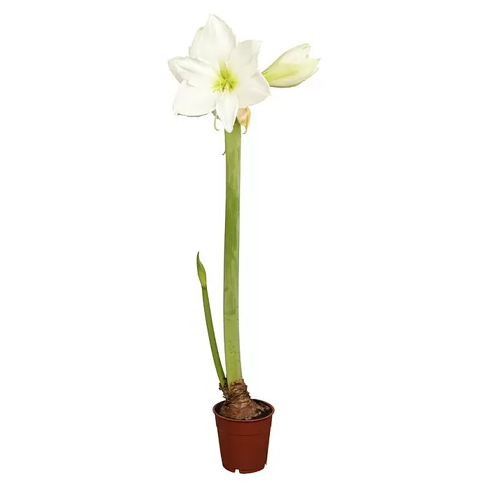 Piardino Lirio de Santa Paula - Hippeastrum, Tamaño de maceta: 12 cm, Rosa/Rojo/Blanco - Vista frontal