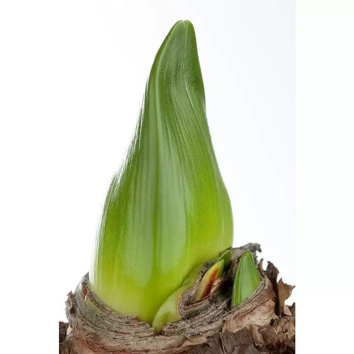 Piardino Amaryllis - Hippeastrum in Sorten, Topfgröße: 10 cm, Rosa/Rot/Weiß - Detailaufnahme