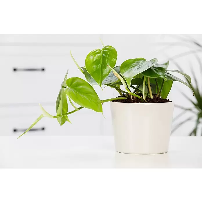 Piardino Baumfreund - Topfgröße: 12 cm - Stimmungsaufnahme