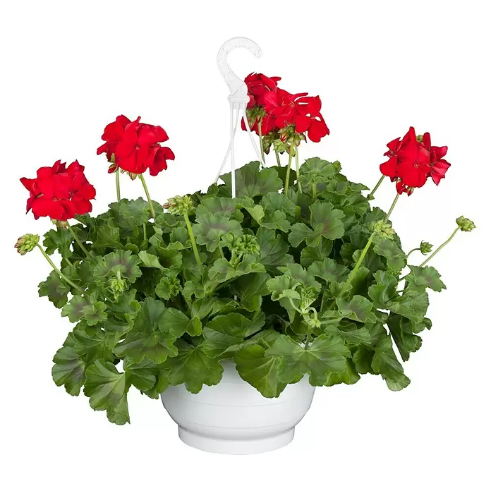 Piardino Geranio - Pelargonium Hybrid, Rojo - Vista frontal