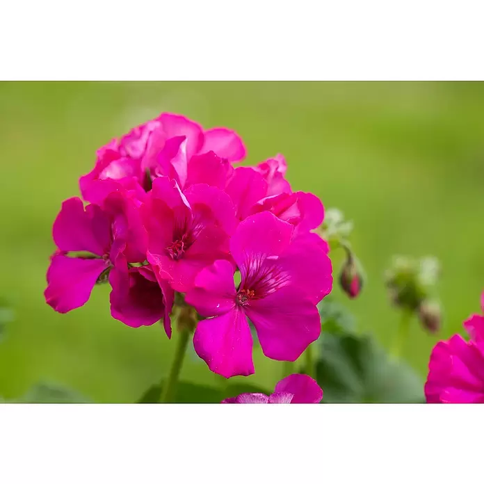 Piardino Geranio - Tamaño de maceta: 23 cm - Foto ambiente