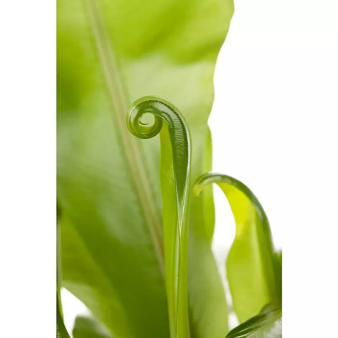 Piardino Nestfarn - Asplenium nidus, Topfgröße: 30 cm, Hellgrün - Detailaufnahme