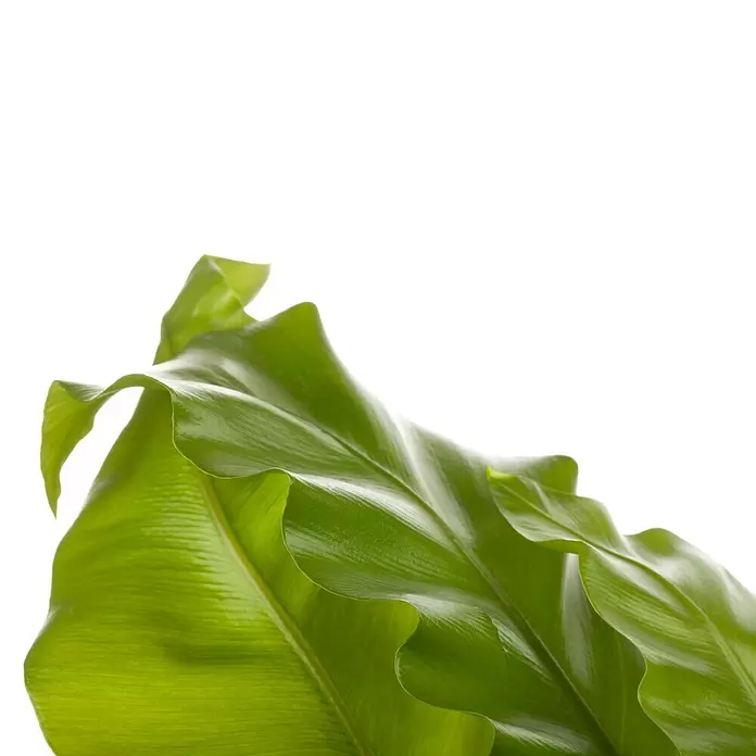 Piardino Nestfarn - Asplenium nidus, Topfgröße: 30 cm, Hellgrün - Detailaufnahme