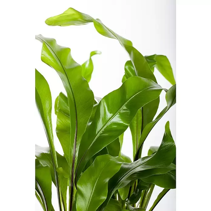 Piardino Nestfarn - Asplenium nidus, Topfgröße: 30 cm, Hellgrün - Detailaufnahme