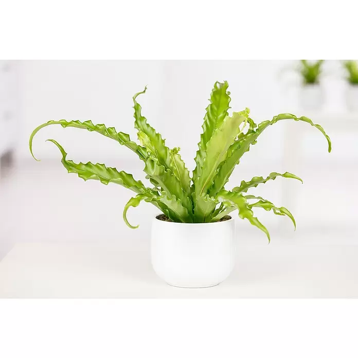 Piardino Nestfarn - Asplenium nidus, Topfgröße: 30 cm, Hellgrün - Stimmungsaufnahme