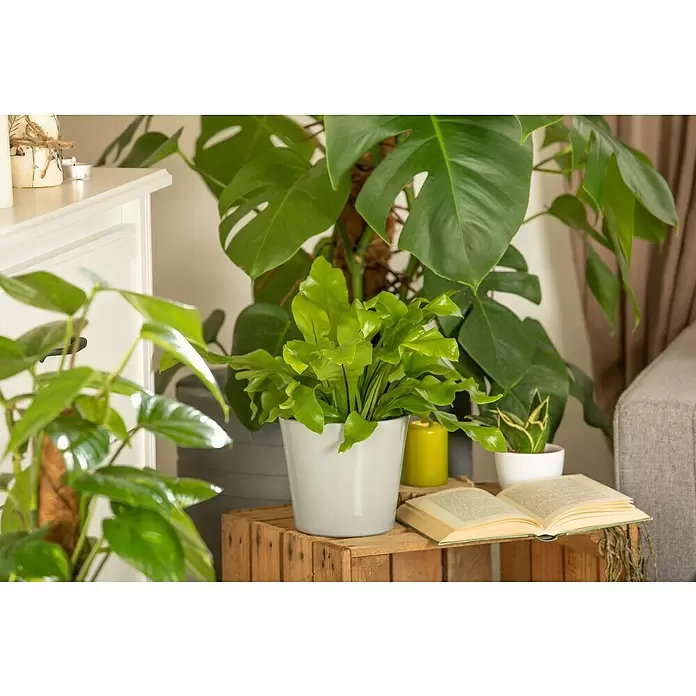 Piardino Nestfarn - Asplenium nidus, Topfgröße: 30 cm, Hellgrün - Stimmungsaufnahme