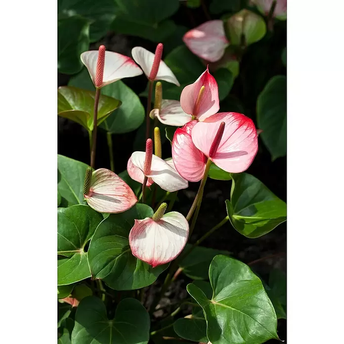 Piardino Flamingoblume - Anthurium x andreanum, Topfgröße: 12 cm, Dunkelrot/Weiß/Lachsrosa/Rot - Stimmungsaufnahme