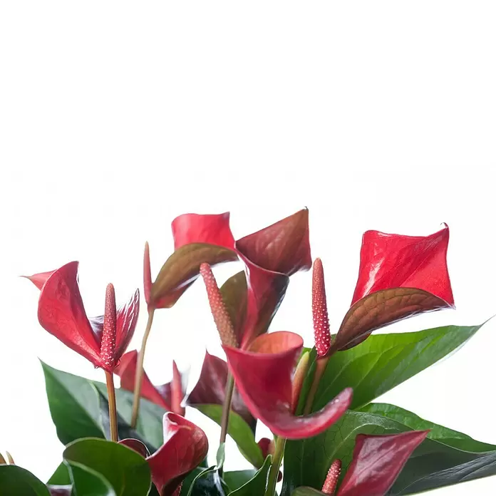 Piardino Flamingoblume - Anthurium x andreanum, Topfgröße: 12 cm, Dunkelrot/Weiß/Lachsrosa/Rot - Detailaufnahme