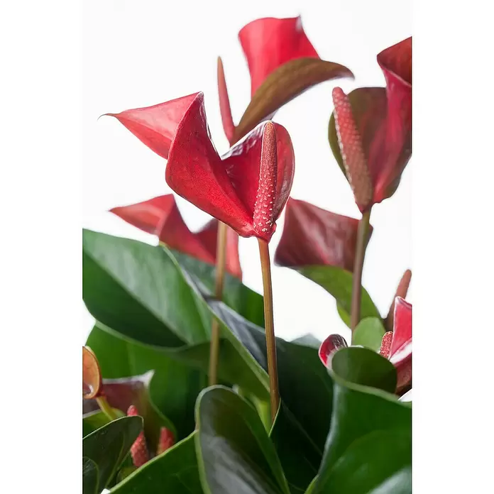 Piardino Flamingoblume - Anthurium x andreanum, Topfgröße: 12 cm, Dunkelrot/Weiß/Lachsrosa/Rot - Detailaufnahme
