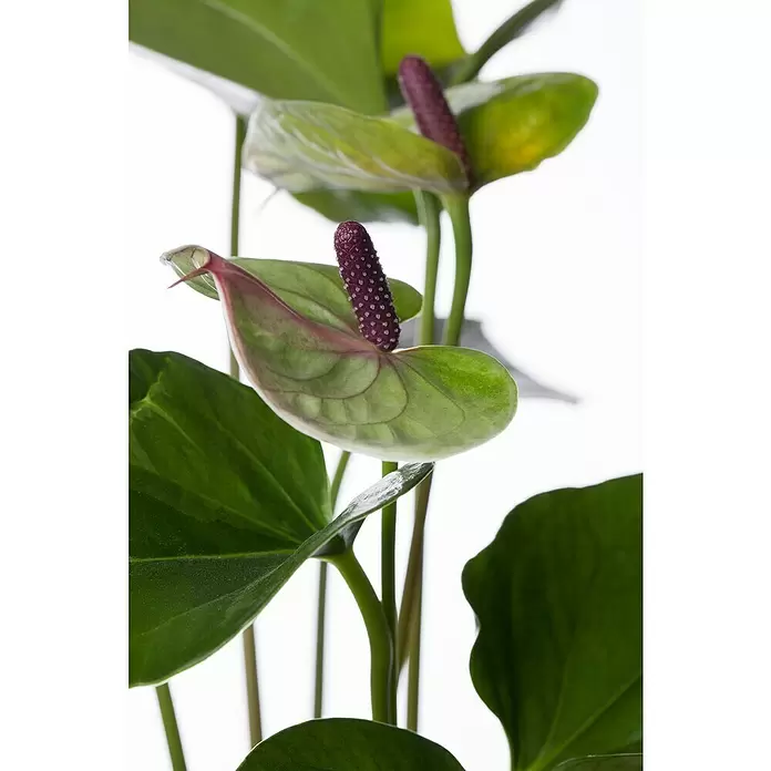 Piardino Flamingoblume - Anthurium x andreanum, Topfgröße: 12 cm, Dunkelrot/Weiß/Lachsrosa/Rot - Detailaufnahme