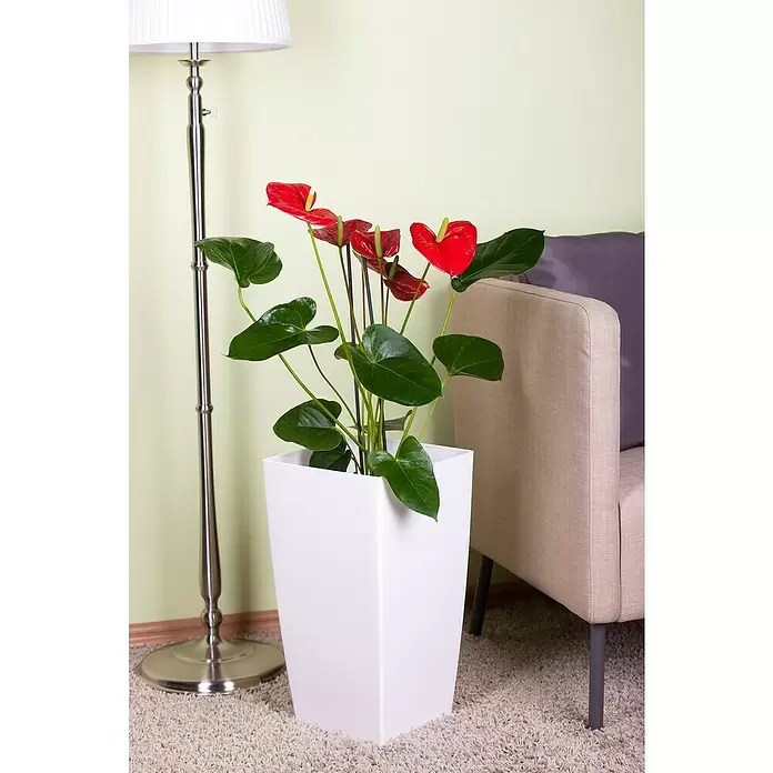 Piardino Flamingoblume - Anthurium x andreanum, Topfgröße: 12 cm, Dunkelrot/Weiß/Lachsrosa/Rot - Stimmungsaufnahme