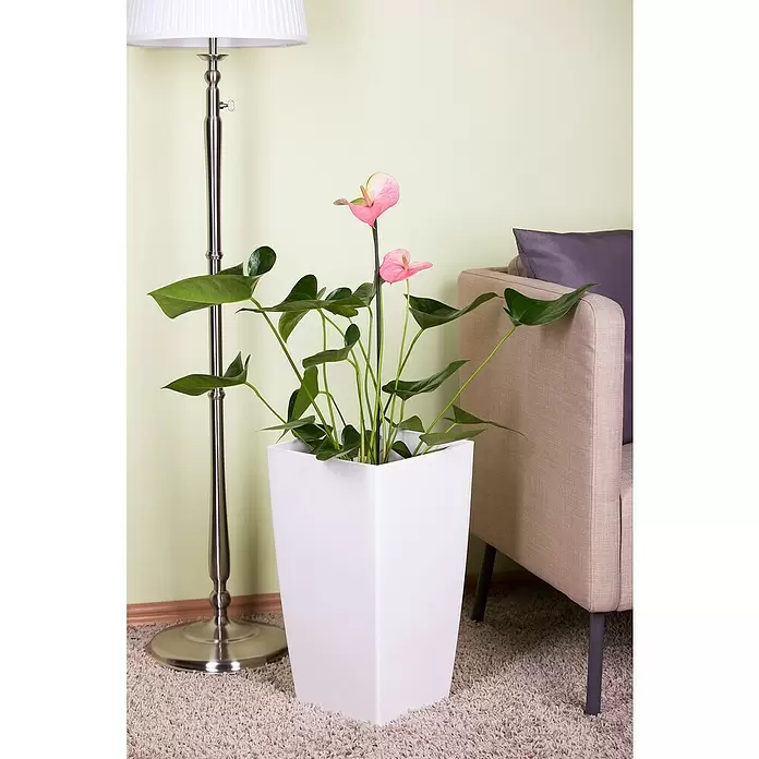 Piardino Flamingoblume - Anthurium x andreanum, Topfgröße: 12 cm, Dunkelrot/Weiß/Lachsrosa/Rot - Stimmungsaufnahme