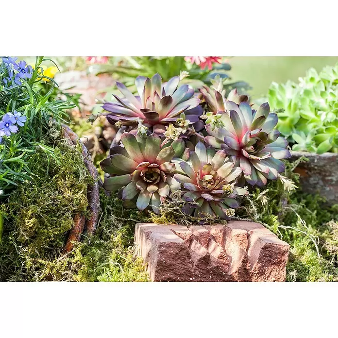 Piardino Hauswurz - Sempervivum, Topfgröße: 31 cm - Stimmungsaufnahme