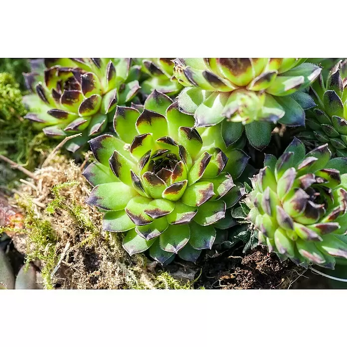 Piardino Hauswurz - Sempervivum, Topfgröße: 31 cm - Stimmungsaufnahme