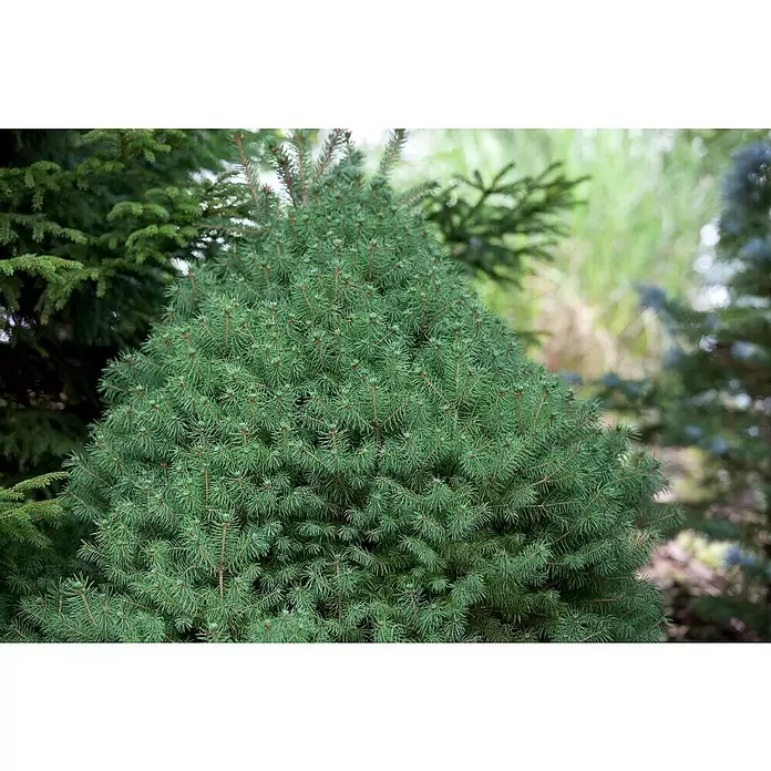 Piardino Zuckerhut-Fichte - Picea glauca Conica, Topfgröße: 19 cm - Stimmungsaufnahme