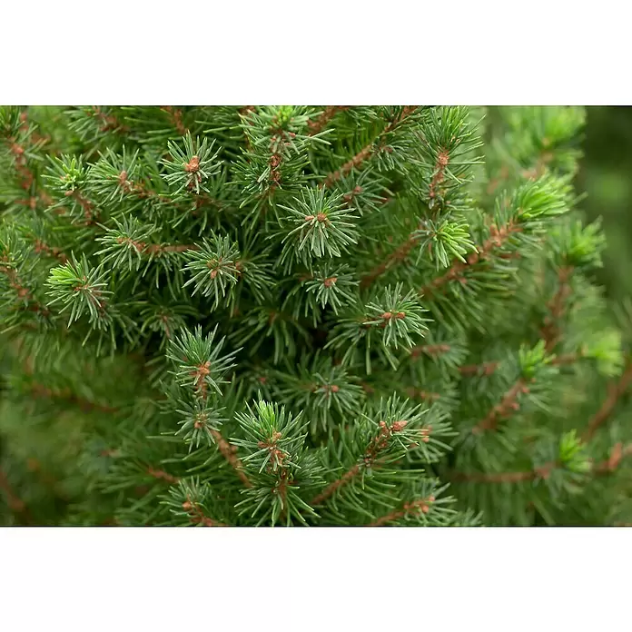 Piardino Zuckerhut-Fichte - Picea conica, 3 l - Stimmungsaufnahme