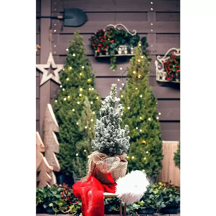 Piardino Zuckerhut-Fichte - Picea conica, 3 l - Stimmungsaufnahme