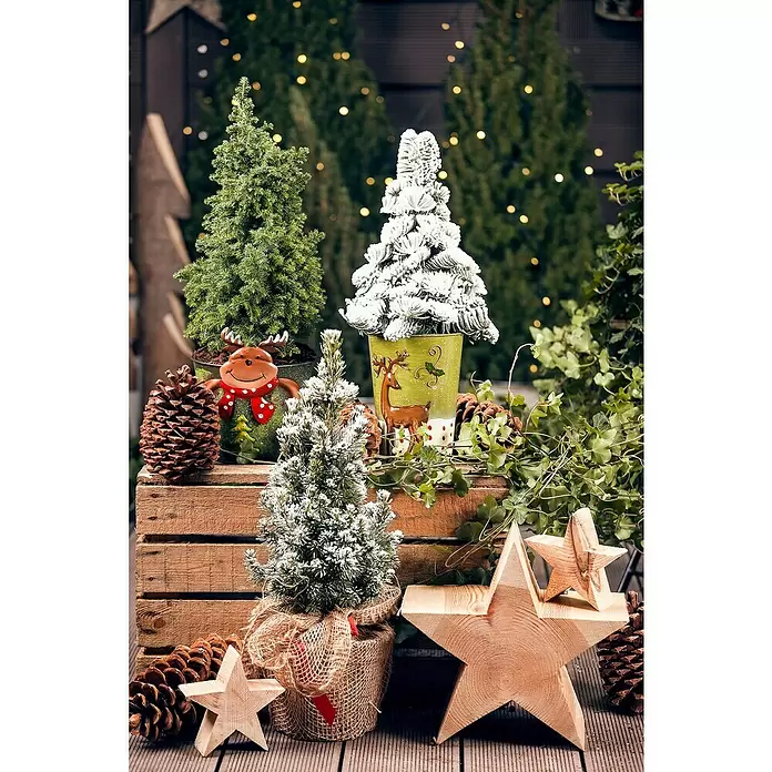 Piardino Zuckerhut-Fichte - Picea conica, 3 l - Stimmungsaufnahme