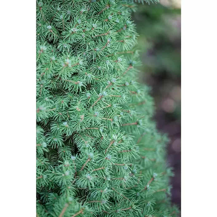 Piardino Zuckerhut-Fichte - Picea conica, 3 l - Stimmungsaufnahme