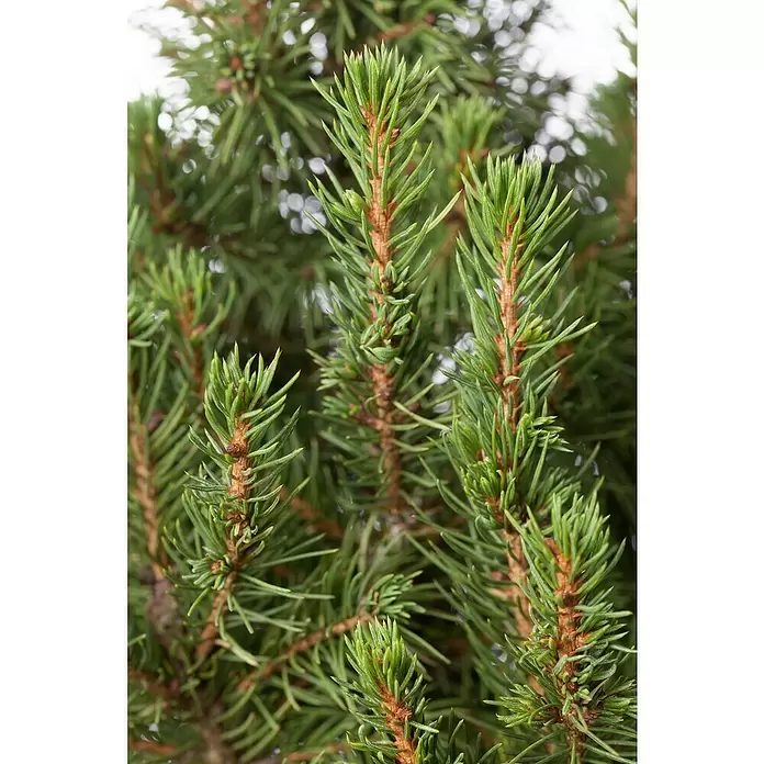 Piardino Zuckerhut-Fichte - Picea conica, 3 l - Stimmungsaufnahme