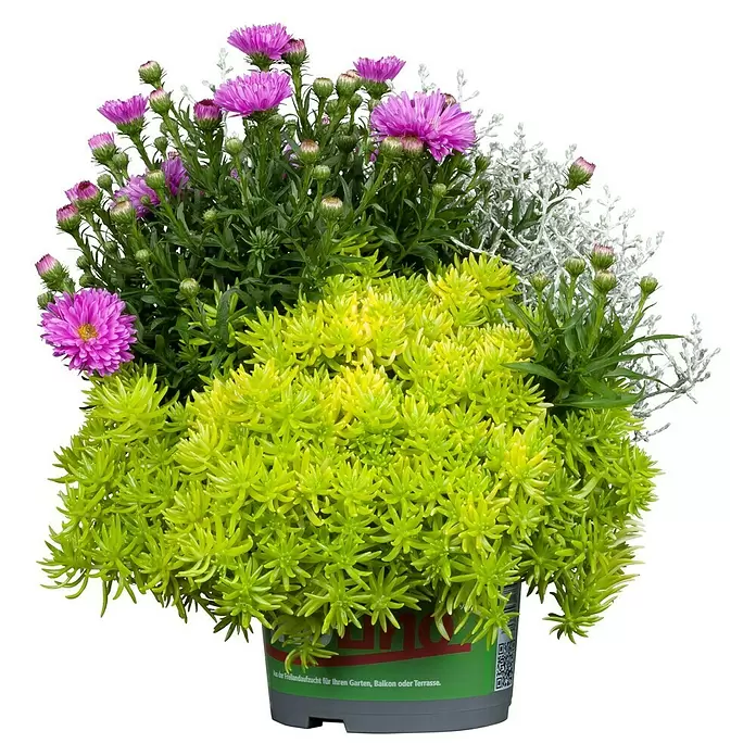 Piardino Pflanzen-Mix Heidemix Triolino - Calluna mit 2 Begleitpflanzen, Topfgröße: 13 cm - Vorderansicht