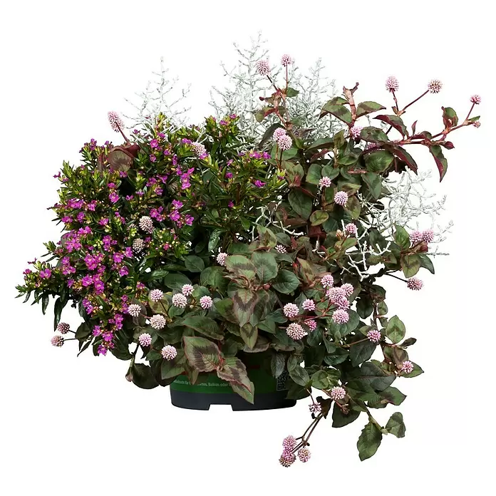 Piardino Pflanzen-Mix Heidemix Triolino - Calluna mit 2 Begleitpflanzen, Topfgröße: 13 cm - Vorderansicht
