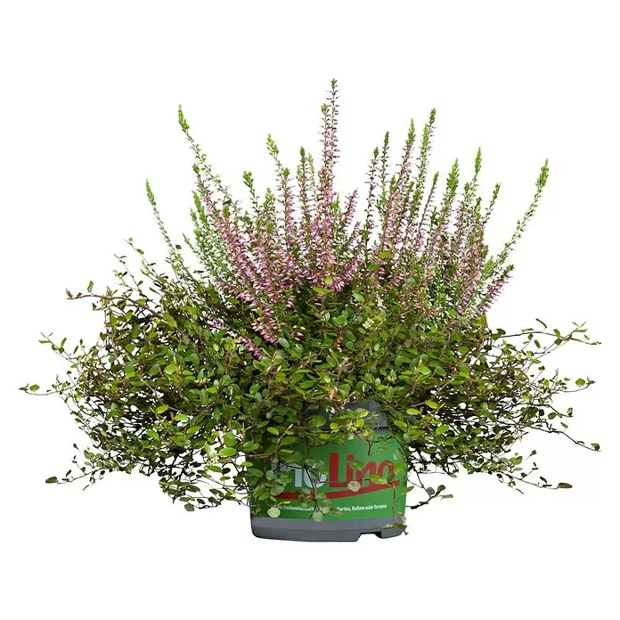 Piardino Pflanzen-Mix Heidemix Triolino - Calluna mit 2 Begleitpflanzen, Topfgröße: 13 cm - Vorderansicht