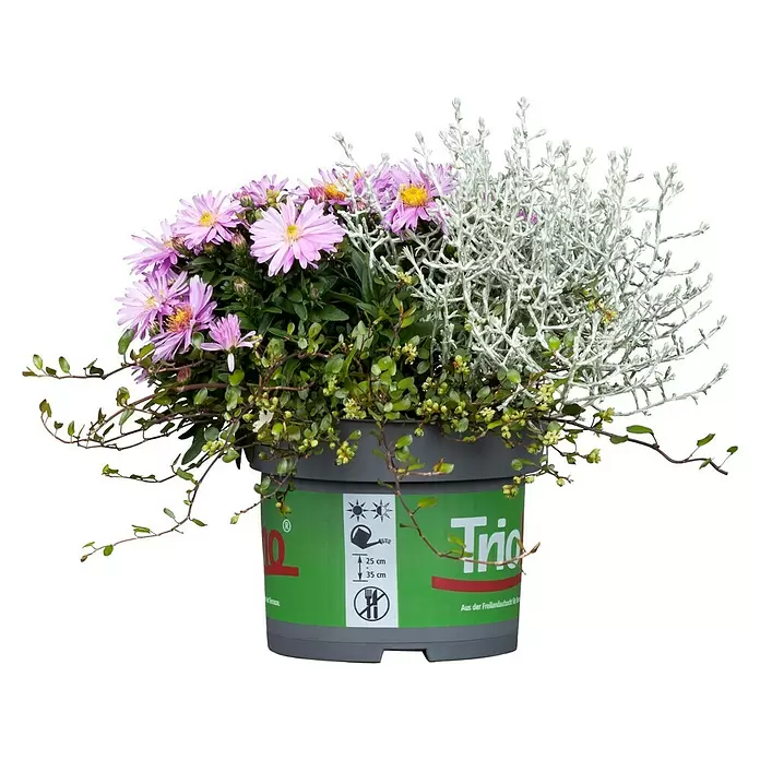 Piardino Pflanzen-Mix Heidemix Triolino - Calluna mit 2 Begleitpflanzen, Topfgröße: 13 cm - Vorderansicht