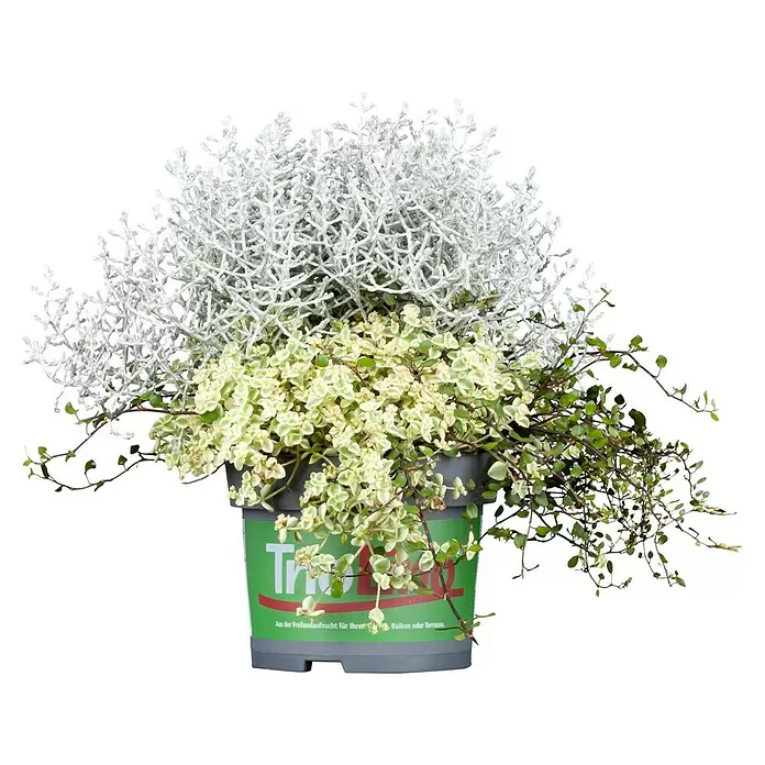 Piardino Pflanzen-Mix Heidemix Triolino - Calluna mit 2 Begleitpflanzen, Topfgröße: 13 cm - Vorderansicht
