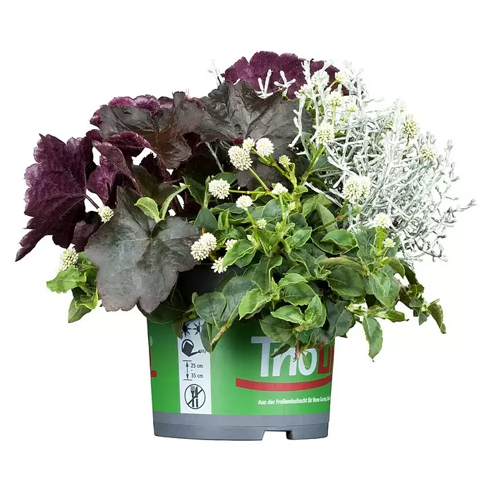 Piardino Pflanzen-Mix Heidemix Triolino - Calluna mit 2 Begleitpflanzen, Topfgröße: 13 cm - Vorderansicht