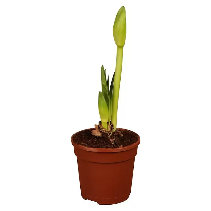 Piardino Amaryllis - Hippeastrum 'Dark Red', Dunkelrot - Vorderansicht