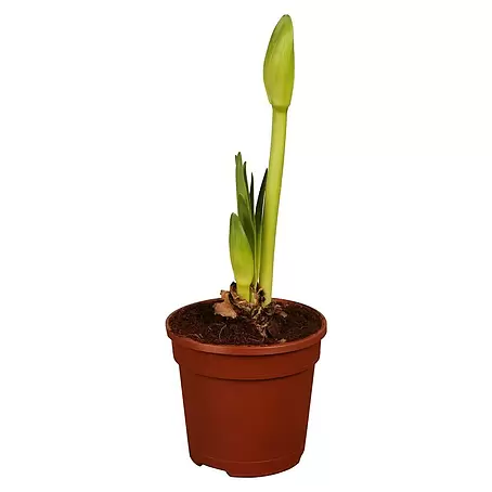 Piardino  Amaryllis