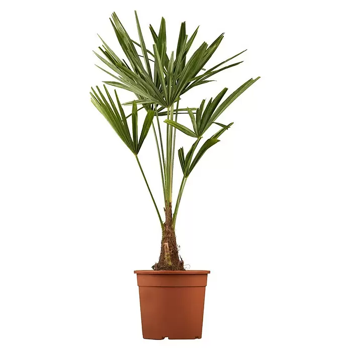 Hanfpalme - Trachycarpus fortunei, Topfgröße: 30 cm - Vorderansicht