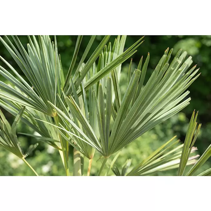 Hanfpalme - Trachycarpus fortunei, Topfgröße: 30 cm - Stimmungsaufnahme