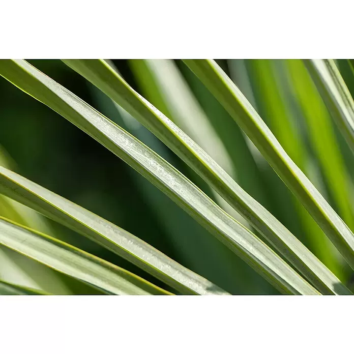 Hanfpalme - Trachycarpus fortunei, Topfgröße: 30 cm - Stimmungsaufnahme
