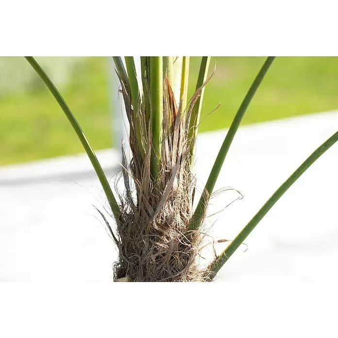 Hanfpalme - Trachycarpus fortunei, Topfgröße: 30 cm - Stimmungsaufnahme