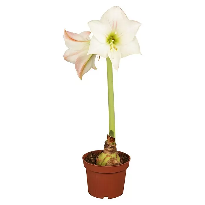 Piardino Amaryllis - Hippeastrum in Sorten, Topfgröße: 10 cm, Rosa/Rot/Weiß - Vorderansicht